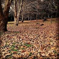 Residencial  das Araucarias