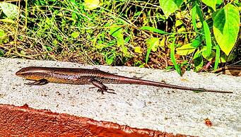 Phuket Jungle Experience Resort