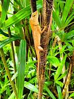 Phuket Jungle Experience Resort