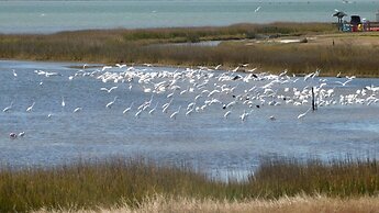 Birds I View - The Villas C4