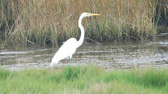 Birds I View - The Villas C4