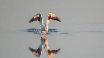 Birds I View - The Villas C4