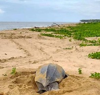 Greenheart Boutique Hotel