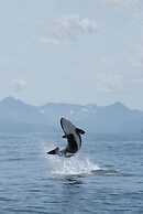 Salty Towers Oceanfront Cottages