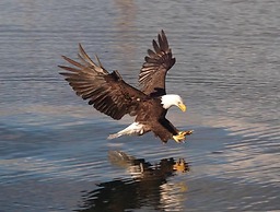 Salty Towers Oceanfront Cottages