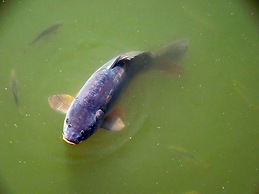 Coynant Farm Guest House