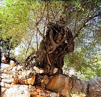 Villa Kounouvato Ithaca