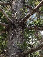 Ferns Hideaway Resort