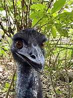 Ferns Hideaway Resort