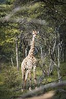 Letamo at Qwabi Private Game Reserve