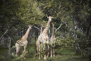 Letamo at Qwabi Private Game Reserve