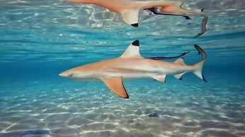 OK2 Mamajim Bungalows