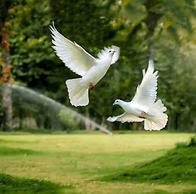 Ecopark Apartment Hung yen