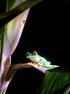 Rio Celeste Nature View
