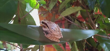Jardín entre Montañas