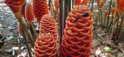 Jardín entre Montañas