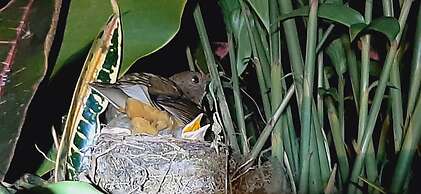 Jardín entre Montañas