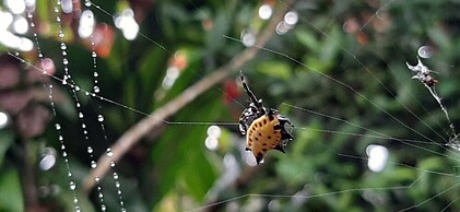 Jardín entre Montañas