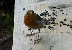 Shepherds Hut With hot tub on Anglesey North Wales