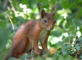 Shepherds Hut With hot tub on Anglesey North Wales