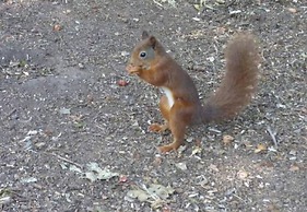 Shepherds Hut With hot tub on Anglesey North Wales