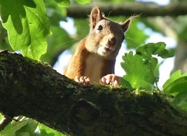Shepherds Hut With hot tub on Anglesey North Wales