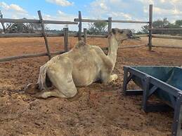 Tsabong Eco-Tourism Camel Park