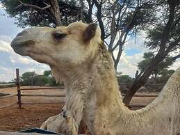 Tsabong Eco-Tourism Camel Park