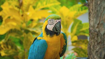 coconuco beach palomino