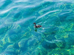 Apartments Villa Molunat 1