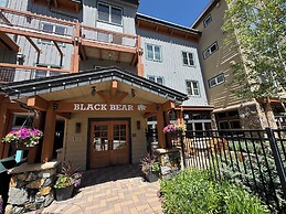 Black Bear 8043