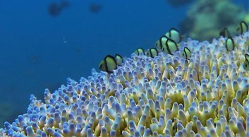 Blue Andaman Lanta Resort