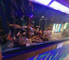 Hotel Splash Inn Nuevo Vallarta