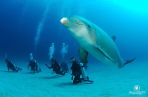 Mayan Princess Beach & Dive Resort - All Inclusive