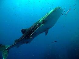 Shiralea Island Resort