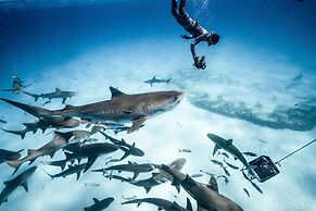 Dolphin Cove - Adults Only