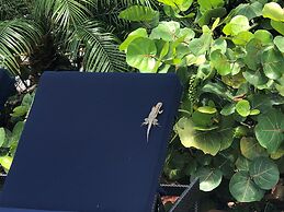 Dolphin Cove - Adults Only