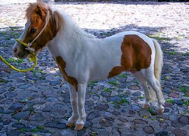 Hotel Hacienda Vista Hermosa