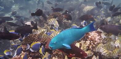 Eriyadu Island Resort