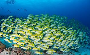 Eriyadu Island Resort