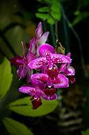 Cedar Cove Resort and Cottages