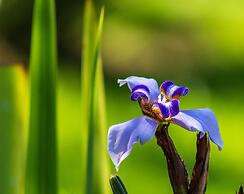 Hotel Las Caletas Lodge