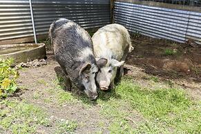 Anchors Port Campbell