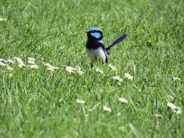 Anchors Port Campbell