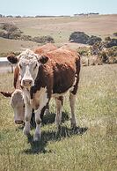 Anchors Port Campbell