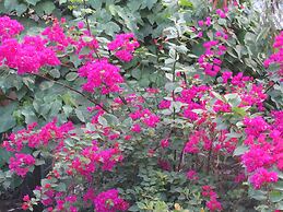 Islandfront Cottages