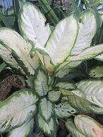 Islandfront Cottages