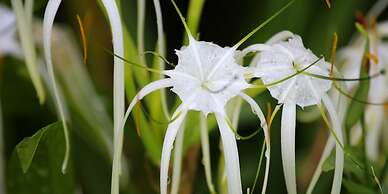 La Mansion Inn Arenal