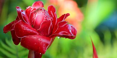 La Mansion Inn Arenal