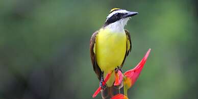 La Mansion Inn Arenal